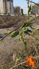 Tecomella undulata, photograph author not stated, no rights reserved