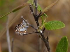 Ariconias glaphyra