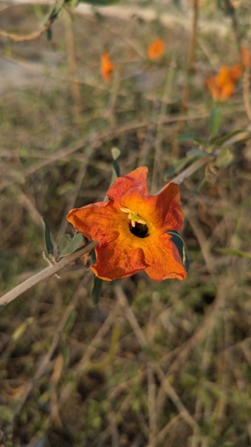 Tecomella undulata, photograph 4
