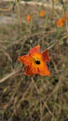 Tecomella undulata, photograph author not stated, no rights reserved