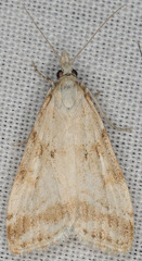Eudonia expallidalis