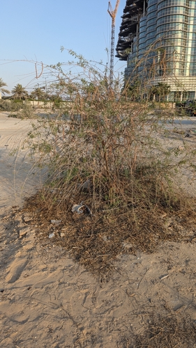 Tecomella undulata, photograph 5