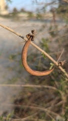 Tecomella undulata, photograph author not stated, no rights reserved