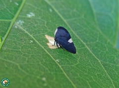 Membracis dorsata