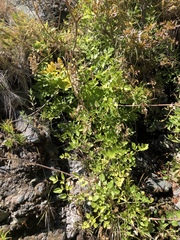 Angelica tomentosa