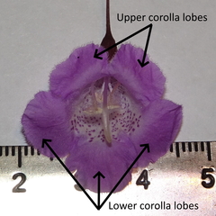 Agalinis strictifolia