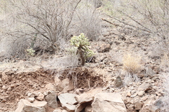 Cylindropuntia bigelovii ciribe