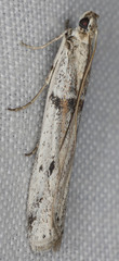 Homoeosoma impressalis