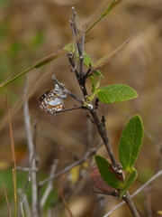 Ariconias glaphyra