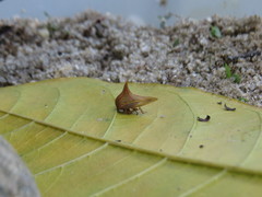 Umbonia spinosa