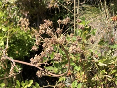 Angelica tomentosa