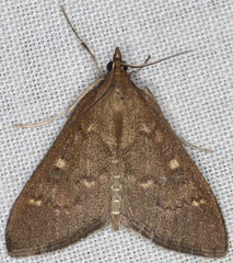 Mecyna mustelinalis