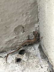 Elgaria multicarinata