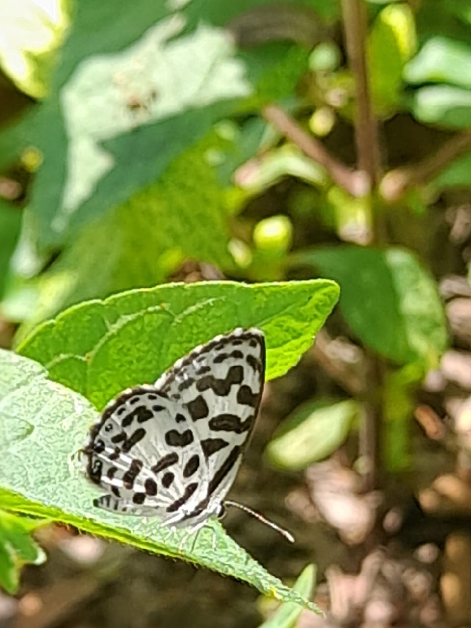 Common Pierrot