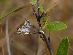 Ariconias glaphyra