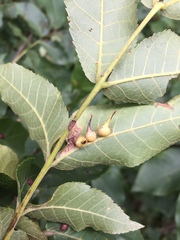 Caryomyia cucurbitata