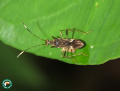 Neopamera neotropicalis
