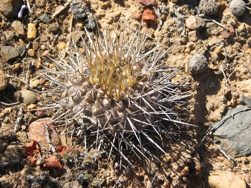 Eriosyce spinosior