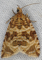 Olethreutes deprecatoria