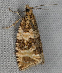 Olethreutes deprecatoria