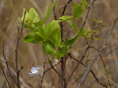 Ariconias glaphyra