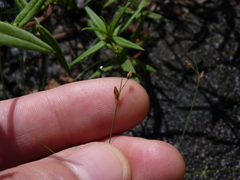 Bulbostylis capillaris