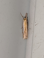 Crambus praefectellus
