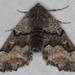 Behr's Pero Moth - Photo (c) Paul G. Johnson, some rights reserved (CC BY-NC-SA), uploaded by Paul G. Johnson