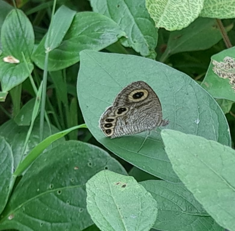 Common Four-Ring