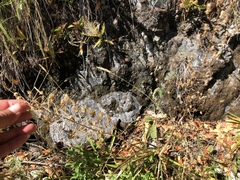 Toxicoscordion fontanum