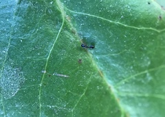 Monomorium ergatogyna