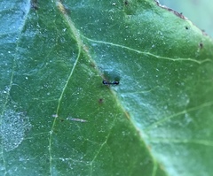 Monomorium ergatogyna