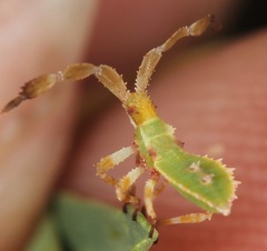 Chariesterus antennator