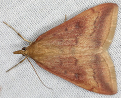 Pyrausta fodinalis