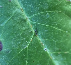 Monomorium ergatogyna