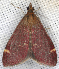 Pyrausta grotei