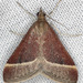 Lethal Pyrausta - Photo (c) Paul G. Johnson, some rights reserved (CC BY-NC-SA), uploaded by Paul G. Johnson