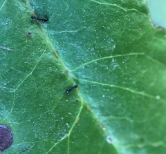 Monomorium ergatogyna