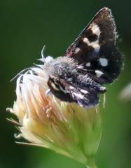 Schinia persimilis