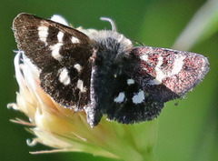 Schinia persimilis