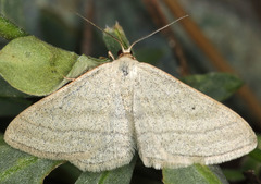 Scopula fuscata