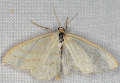 Scopula junctaria