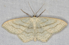 Scopula junctaria