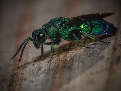 Chrysis smaragdula