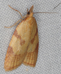 Sparganothis senecionana