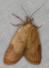 Sparganothis senecionana