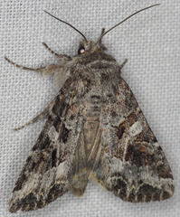 Trichordestra liquida