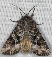 Trichordestra liquida
