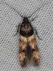 Walshia miscecolorella