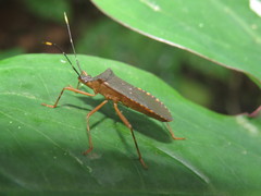 Leptoscelis elongator